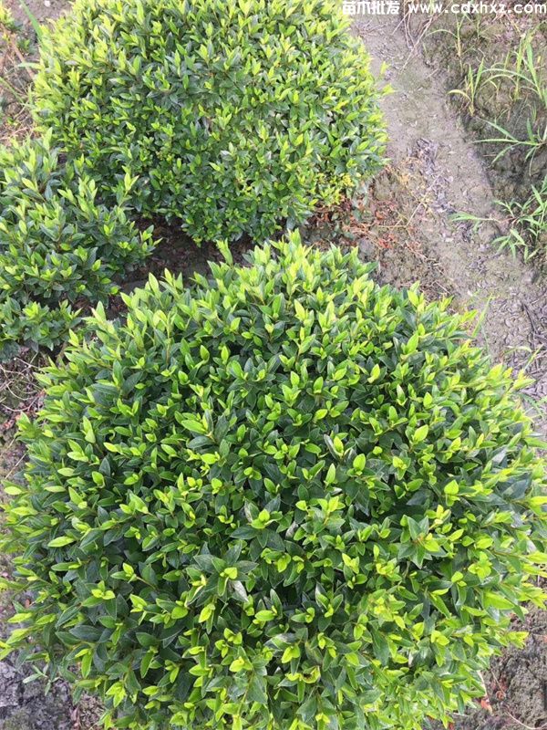 春鹃球基地实拍图 春鹃球基地实拍图