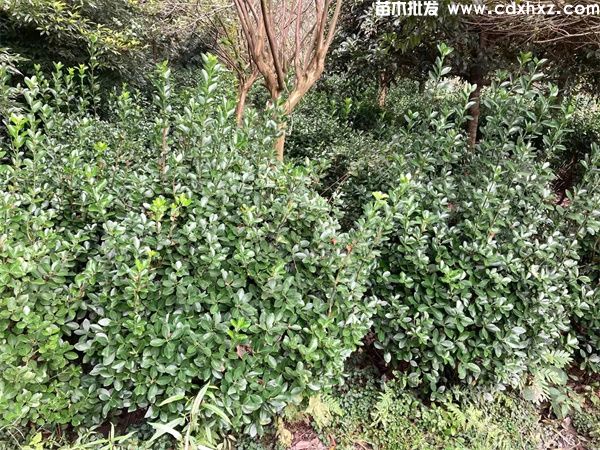 大叶黄杨球图片