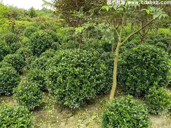 大叶黄杨球图片