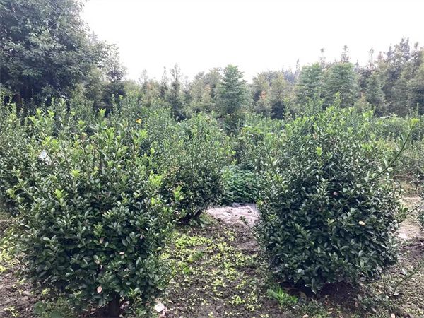 大叶黄杨球图片