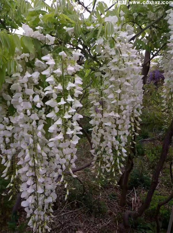 紫藤哪个品种最好？紫藤品种推荐(图1)