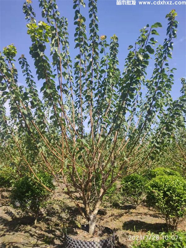 日本樱花有几种颜色？分别哪几种？什么品种？(图3)