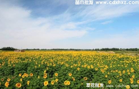 绿化园林工程常用的开黄花/黄色系草花