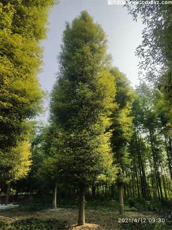 贵州小叶桢楠图片 贵州小叶桢楠图片