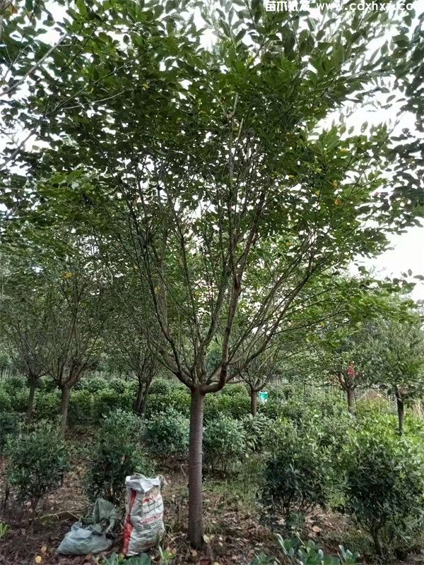 早樱图片 早樱图片