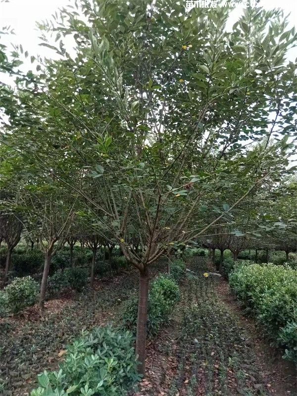 早樱图片 早樱图片