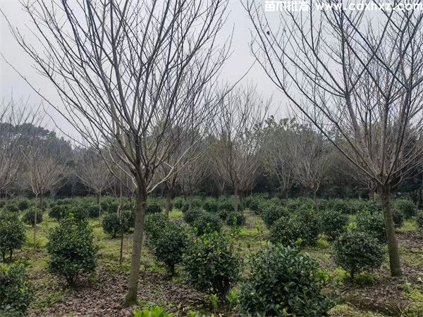 重庆晚樱批发基地哪家规模大 实力强?(图2) 重庆晚樱批发基地哪家规模大 实力强?(图2)