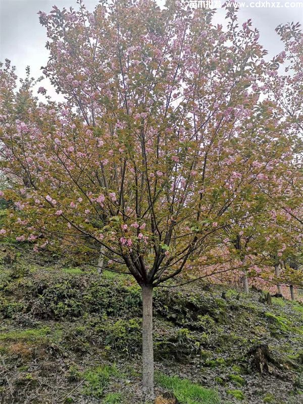 重庆晚樱批发基地哪家规模大 实力强?(图3) 重庆晚樱批发基地哪家规模大 实力强?(图3)