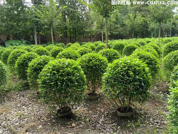 金禾女贞球基地实拍图片