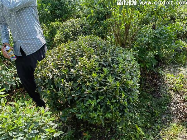 杜鹃球基地实拍图片 杜鹃球基地实拍图片