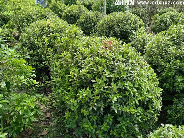 杜鹃球基地实拍图片 杜鹃球基地实拍图片