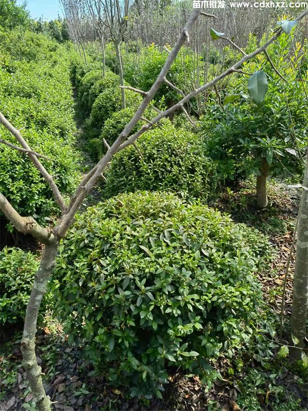 杜鹃球基地实拍图片 杜鹃球基地实拍图片