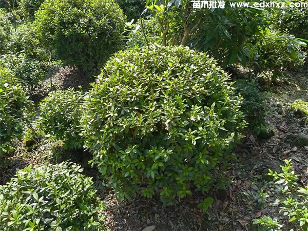 杜鹃球基地实拍图片 杜鹃球基地实拍图片