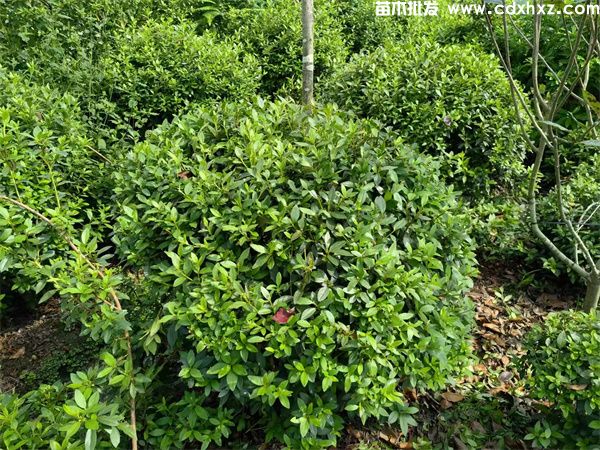 杜鹃球基地实拍图片 杜鹃球基地实拍图片