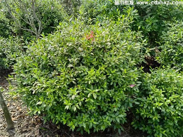 杜鹃球基地实拍图片 杜鹃球基地实拍图片