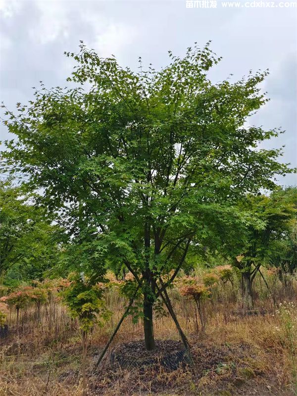 鸡爪槭基地实拍图片 鸡爪槭基地实拍图片