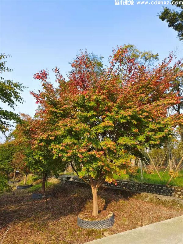 鸡爪槭基地实拍图片 鸡爪槭基地实拍图片