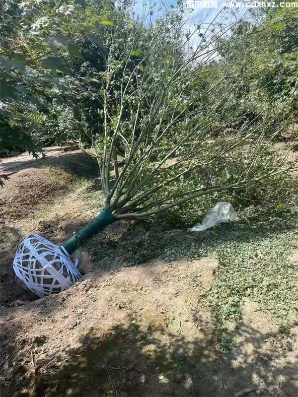 鸡爪槭基地实拍图片 鸡爪槭基地实拍图片