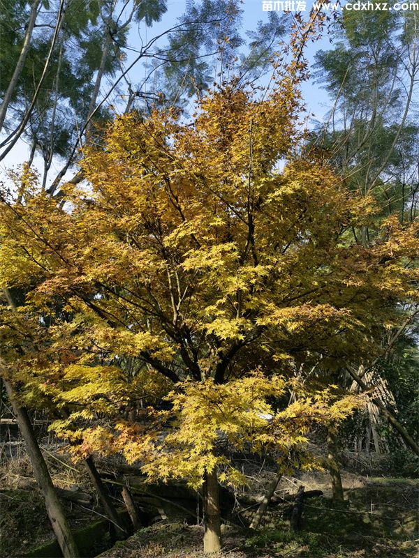 赤枫基地实拍图片