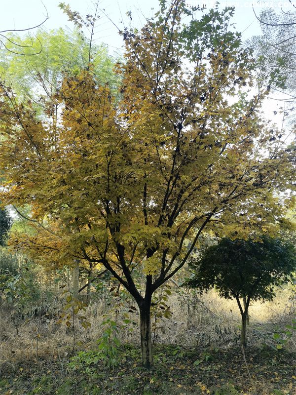 赤枫基地实拍图片