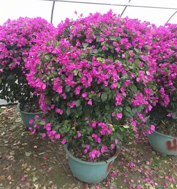 三角梅球哪个品种最好看？(图2)