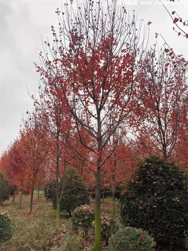 美国红枫基地实拍图片