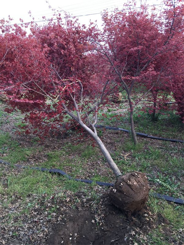 日本红枫基地实拍图片 日本红枫基地实拍图片