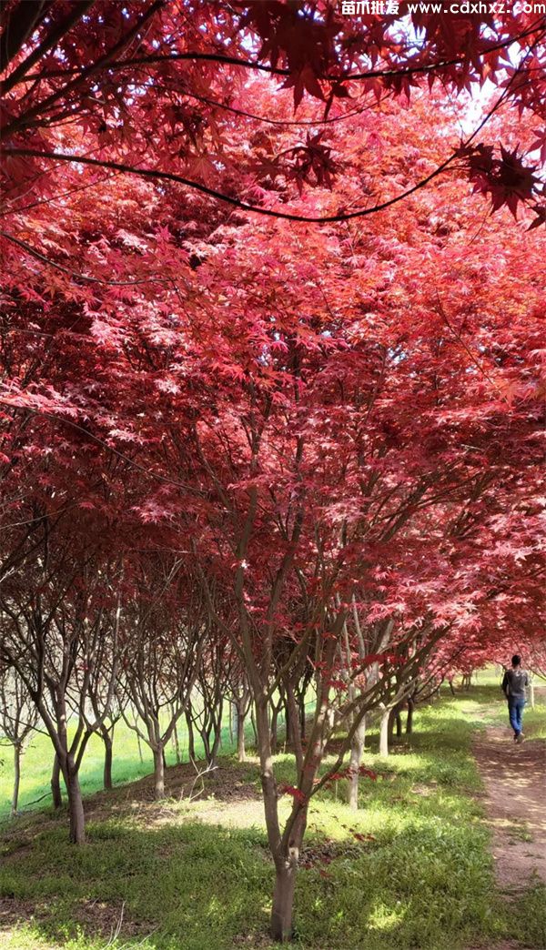 日本红枫基地实拍图片 日本红枫基地实拍图片