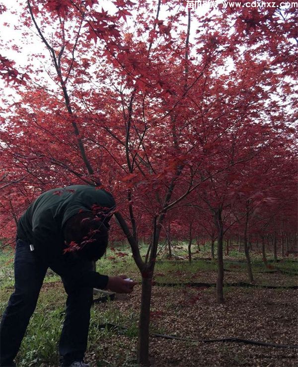 日本红枫基地实拍图片 日本红枫基地实拍图片