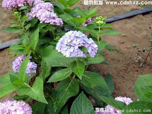 无尽夏绣球花有毒吗？