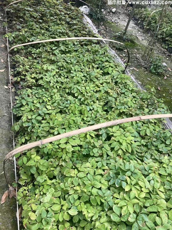 常春藤种子种植方法