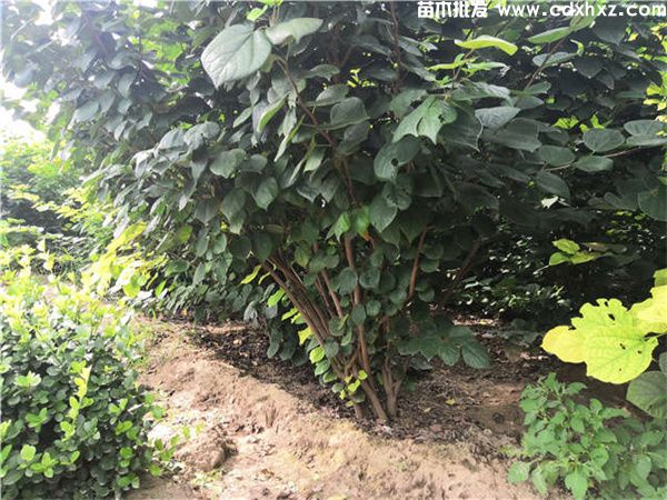 巴杆红基地实拍图片 巴杆红基地实拍图片