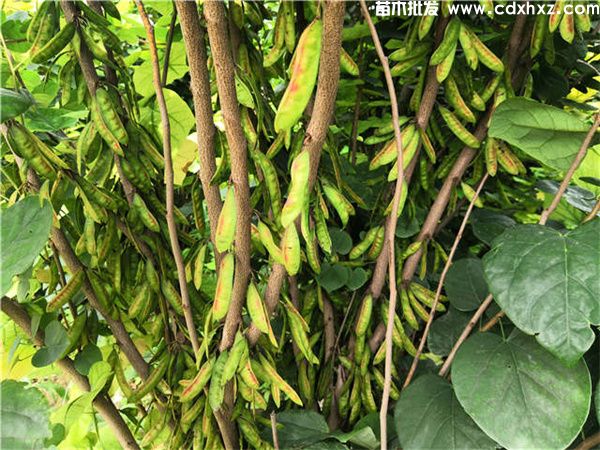 巴杆红基地实拍图片 巴杆红基地实拍图片