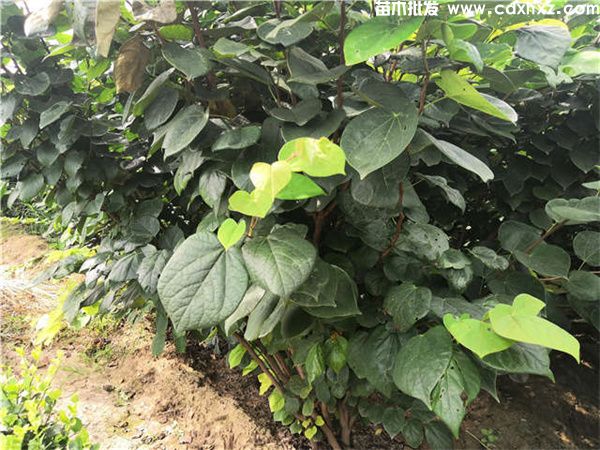 巴杆红基地实拍图片 巴杆红基地实拍图片