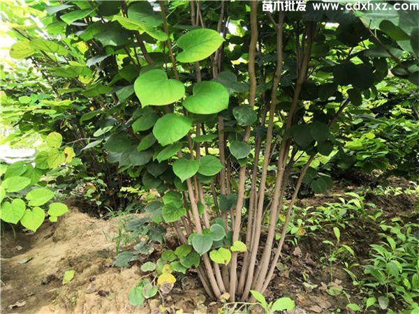 巴杆红基地实拍图片 巴杆红基地实拍图片