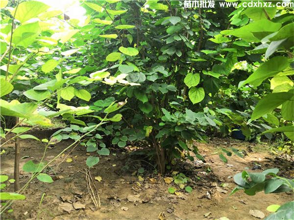 巴杆红基地实拍图片 巴杆红基地实拍图片