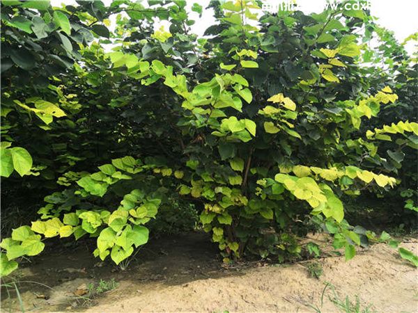 巴杆红基地实拍图片 巴杆红基地实拍图片