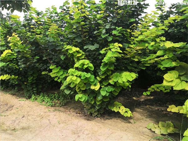 巴杆红基地实拍图片 巴杆红基地实拍图片