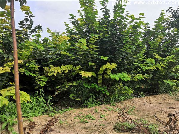 巴杆红基地实拍图片 巴杆红基地实拍图片