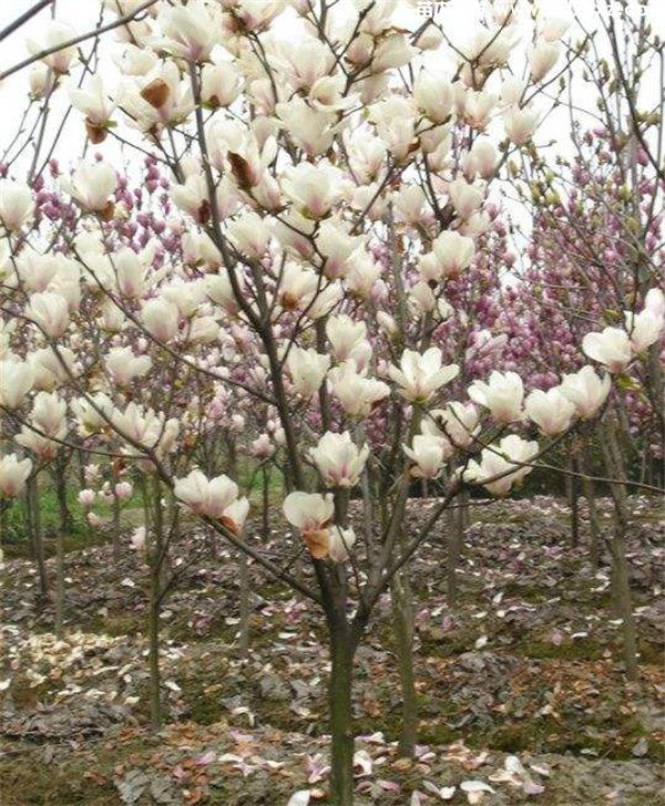 二乔玉兰基地实拍图片