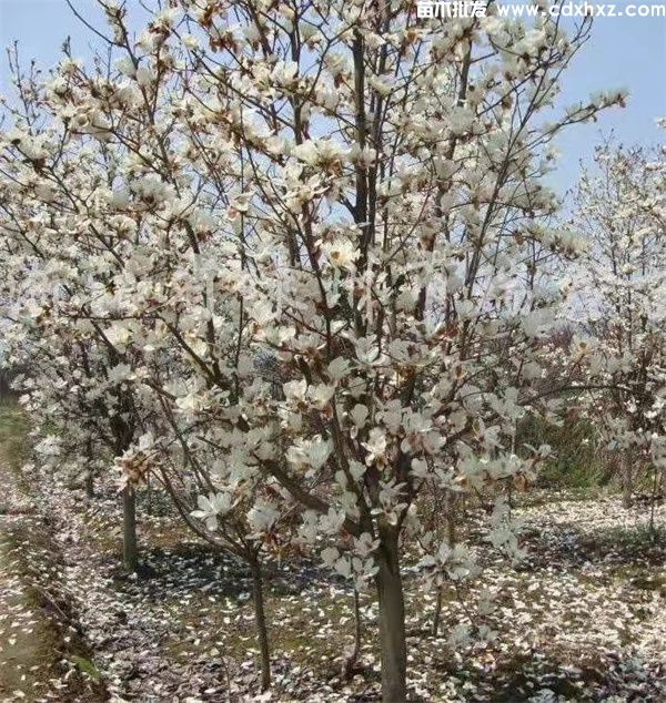 白玉兰基地实拍图 白玉兰基地实拍图