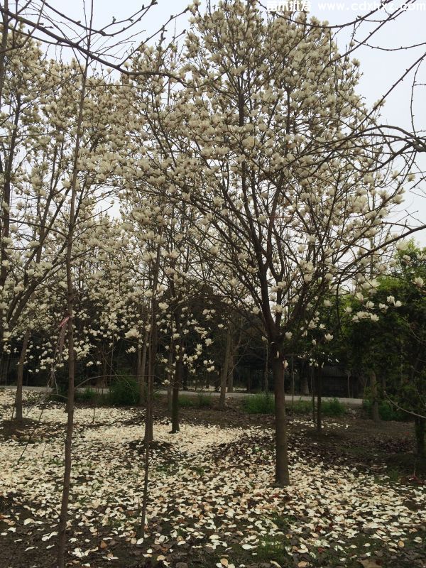 白玉兰基地实拍图 白玉兰基地实拍图