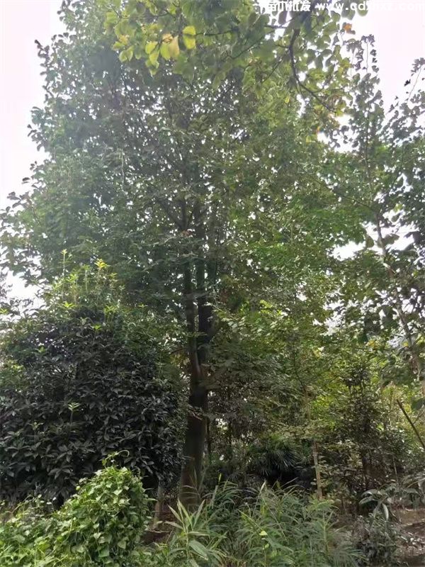 白玉兰基地实拍图 白玉兰基地实拍图