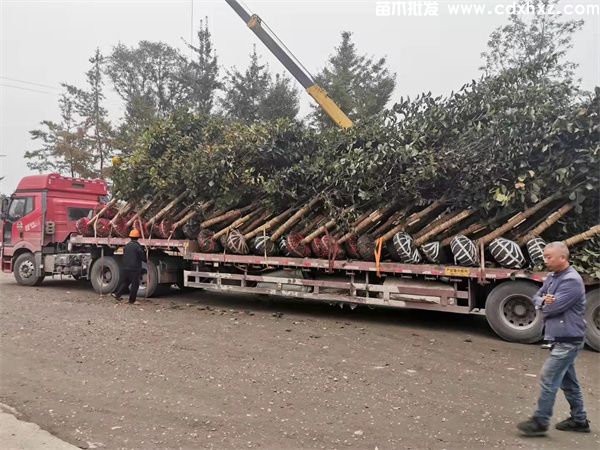 白玉兰基地实拍图 白玉兰基地实拍图