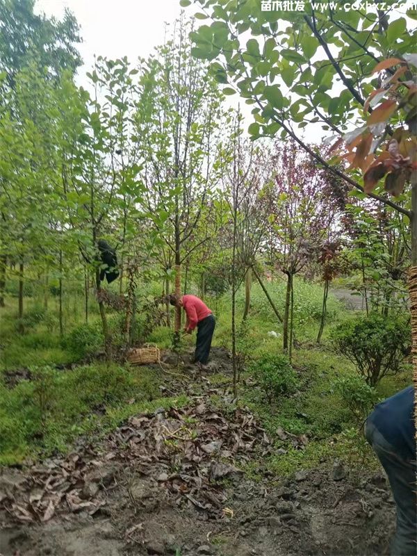 白玉兰基地实拍图 白玉兰基地实拍图