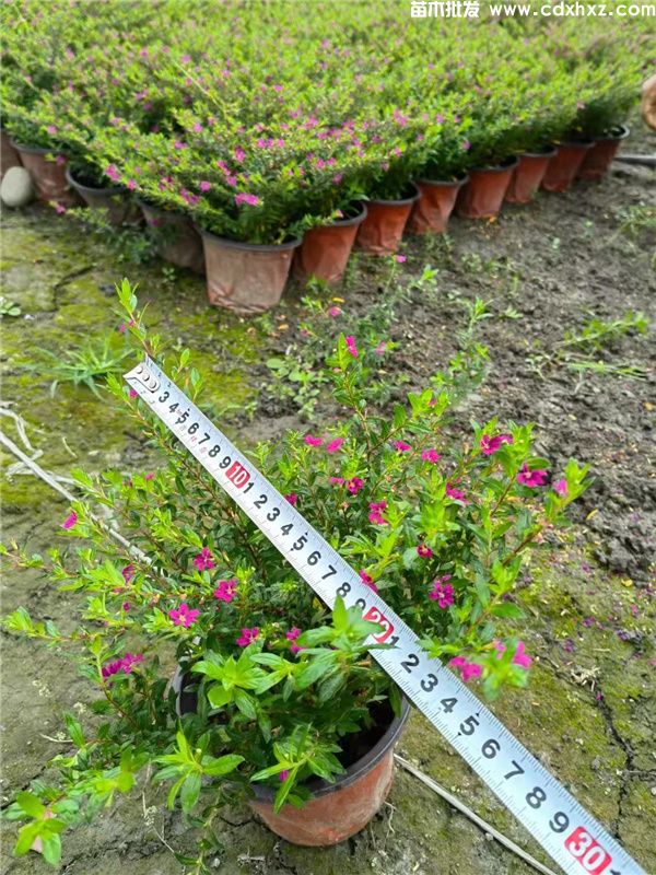 红花满天星基地实拍图片 红花满天星基地实拍图片