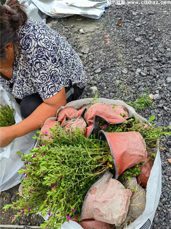 红花满天星基地实拍图片 红花满天星基地实拍图片