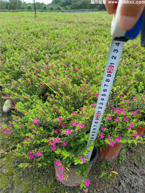 红花满天星基地实拍图片 红花满天星基地实拍图片