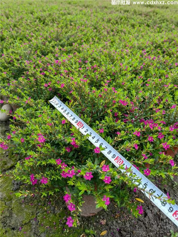 红花满天星基地实拍图片 红花满天星基地实拍图片