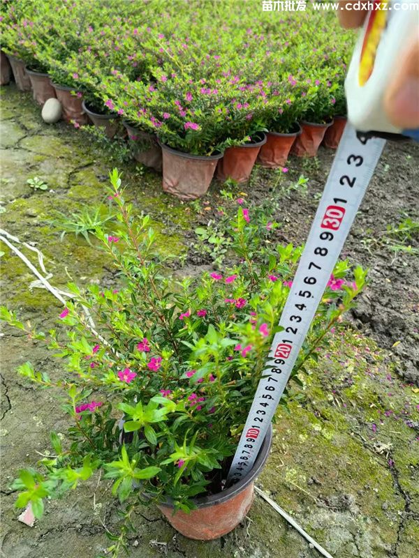 红花满天星基地实拍图片 红花满天星基地实拍图片